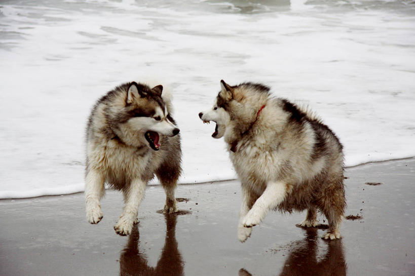 无人,跑,横图,室外,白天,宠物,英国,咆哮,冲突,河岸,动物,张嘴,两只,面对面,摄影,打斗,张大嘴巴,阿拉斯加雪橇犬,康沃尔,海滩,张开嘴,彩图