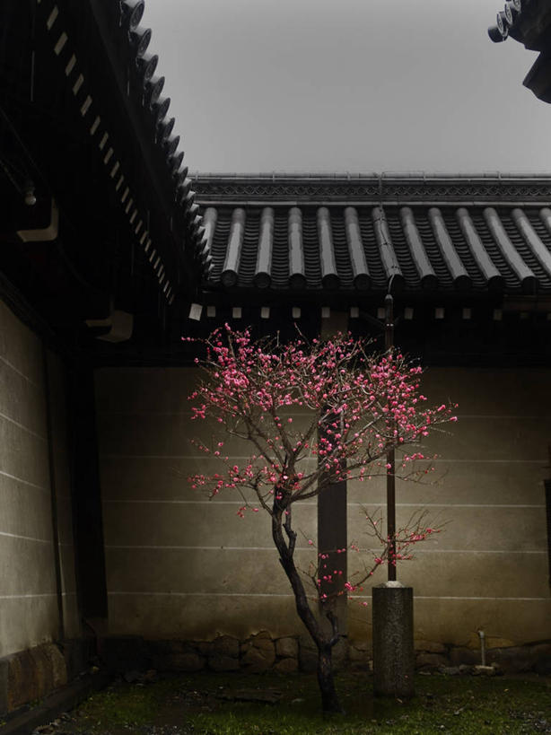 无人,竖图,室外,美景,日本,日本文化,屋顶,景观,角落,梅花,花,花朵,树,自然,景色,摄影,京都府,宁静,自然风光,彩图,禅宗