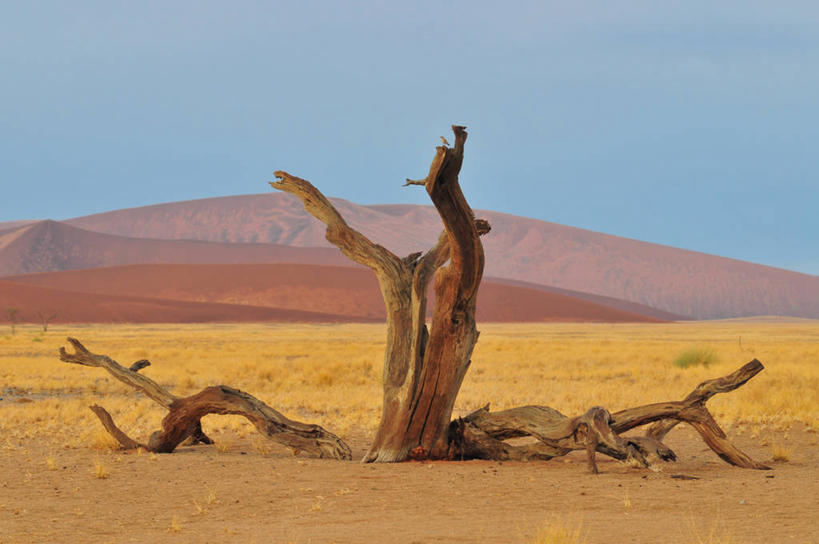 无人,横图,室外,白天,沙漠,植物,纳米比亚,缠绕,沙子,树桩,沙丘,风景,摄影,死亡,彩图