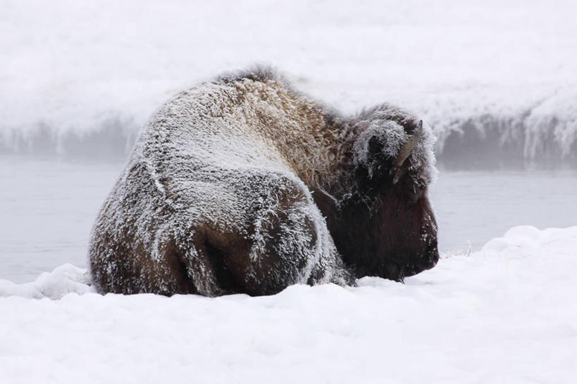无人,横图,室外,白天,河流,水,雪,美国,河水,水流,冬天,霜,自然,寒冷,摄影,北美,北美洲,美洲,美洲野牛,怀俄明,黄石公园,北亚美利加洲,亚美利加洲,彩图,美利坚合众国
