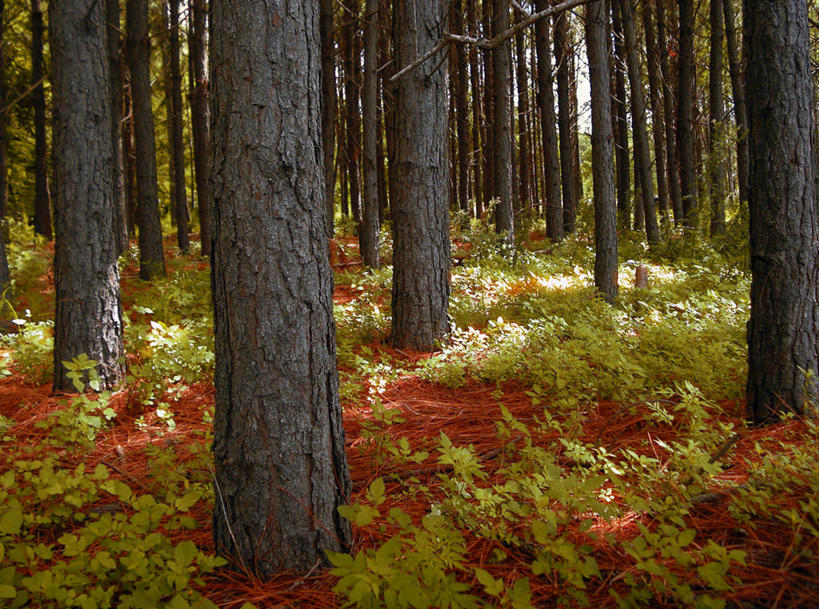 无人,横图,室外,白天,森林,植物,叶子,日光,阿根廷,泥土,自然,南美,摄影,宁静,环境,拉丁美洲,环境保护,科尔多瓦,红土,彩图