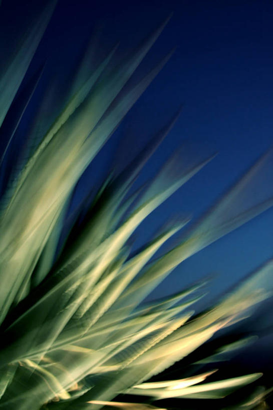 无人,竖图,室外,特写,白天,运动模糊,旅游,度假,美景,植物,叶子,墨西哥,景观,娱乐,蓝色,绿色,自然,享受,休闲,景色,放松,摄影,北美,拉丁美洲,自然风光,特其拉,哈利斯科州,彩图