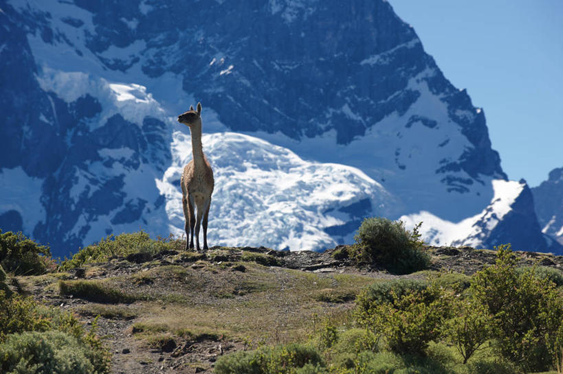 无人,站,横图,室外,白天,正面,旅游,度假,寂寞,美景,山,雪,哺乳动物,野生动物,智利,地形,景观,娱乐,草,风景,自然,动物,享受,休闲,景色,放松,摄影,食草动物,灌木,宁静,拉丁美洲,岩层,自然风光,巴塔哥尼亚,大羊驼,百内国家公园,岩石,彩图,林区