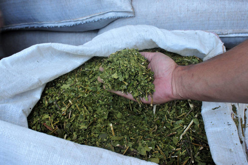 成年人,手,一个人,农场,横图,俯视,农业,农作物,阿根廷,一把,丰富,朦胧,模糊,包,拿着,南美,人体,摄影,收获,宁静,拉丁美洲,四肢,马黛茶,手臂,彩图,高角度拍摄,科连特斯省