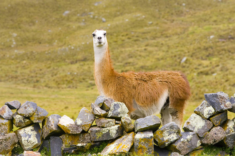 无人,横图,室外,白天,旅游,度假,美景,哺乳动物,野生动物,秘鲁,景观,田地,娱乐,骆驼,草,自然,动物,享受,休闲,家畜,景色,南美,放松,可爱,摄影,活泼,食草动物,宁静,拉丁美洲,岩层,自然风光,羊驼,偶蹄目,印加遗迹,沙漠之舟,驼羊,美洲驼,安地斯山脉,岩石,彩图,林区,冻原,好奇心