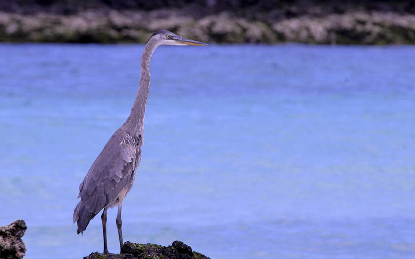 无人,横图,室外,侧面,旅游,厄瓜多尔,自然,地标建筑,摄影,国家公园,加拉帕戈斯群岛,彩图,旅行