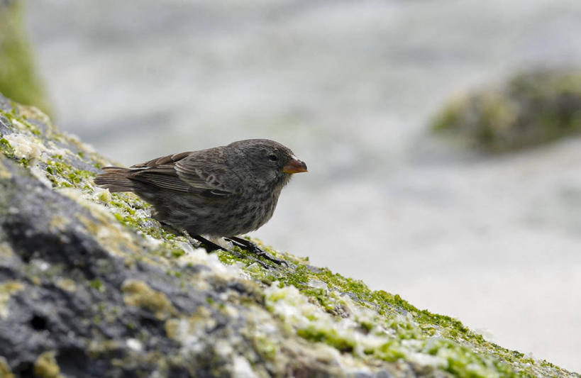 无人,横图,室外,旅游,厄瓜多尔,鸟类,自然,地标建筑,摄影,国家公园,加拉帕戈斯群岛,彩图,旅行