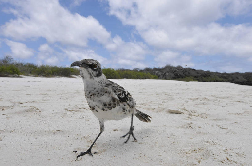 无人,横图,室外,白天,侧面,旅游,厄瓜多尔,鸟类,自然,地标建筑,摄影,国家公园,加拉帕戈斯群岛,彩图,旅行