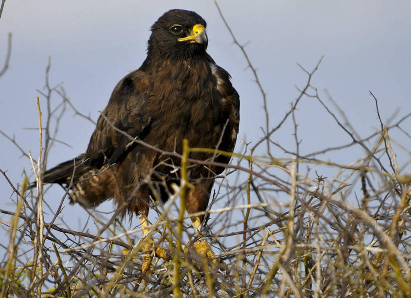 无人,横图,室外,正面,旅游,野生动物,厄瓜多尔,鸟类,自然,地标建筑,摄影,国家公园,加拉帕戈斯群岛,老鹰,彩图,旅行