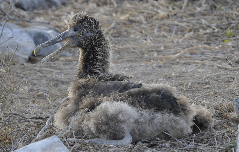 无人,横图,室外,白天,侧面,旅游,海狮,野生动物,信天翁,厄瓜多尔,鸟类,自然,地标建筑,摄影,国家公园,加拉帕戈斯群岛,彩图,旅行