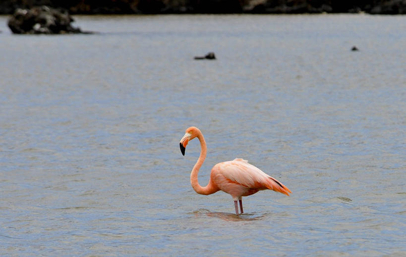 无人,横图,室外,侧面,旅游,厄瓜多尔,地标建筑,摄影,国家公园,加拉帕戈斯群岛,彩图,旅行