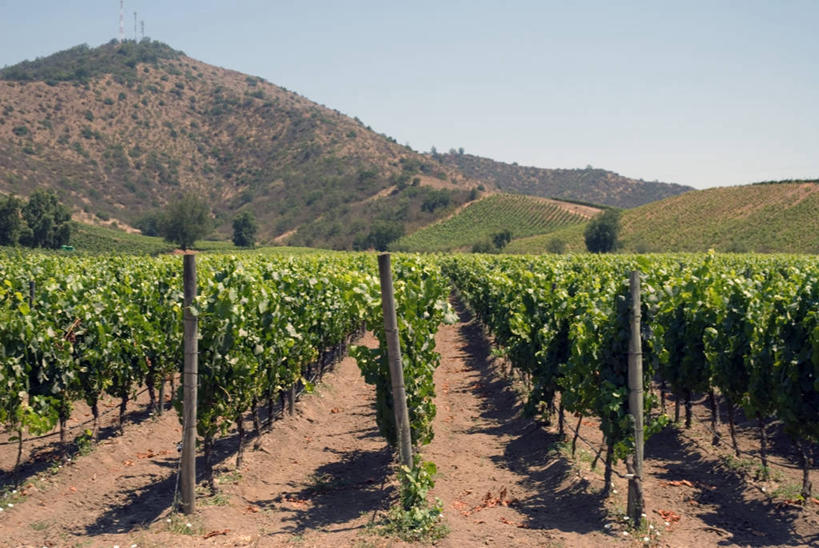 葡萄酒,无人,横图,室外,农业,美景,山,非洲,智利,摩洛哥,地形,景观,田地,山谷,葡萄园,绿色,风景,自然,景色,摄影,自然风光,阿非利加洲,摩洛哥王国,卡萨布兰卡,达尔贝达,摩洛哥肺叶,彩图