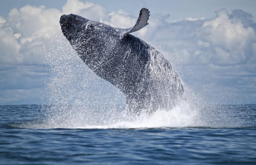 无人,跳,横图,俯视,航拍,室外,白天,侧面,海洋,野生动物,哥伦比亚,蓝色,自然,摄影,鲸,太平洋,鸟瞰,驼背鲸,彩图,高角度拍摄