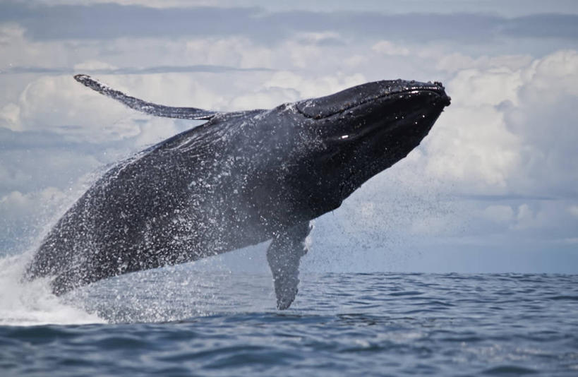 无人,跳,横图,俯视,航拍,室外,白天,侧面,海洋,野生动物,哥伦比亚,蓝色,自然,摄影,鲸,太平洋,鸟瞰,驼背鲸,彩图,高角度拍摄