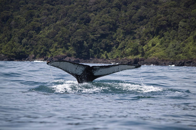 无人,跳,横图,俯视,航拍,室外,白天,海洋,野生动物,哥伦比亚,蓝色,自然,摄影,鲸,太平洋,鸟瞰,驼背鲸,彩图,高角度拍摄