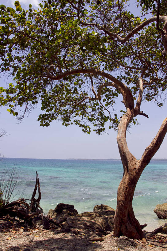 无人,竖图,俯视,航拍,室外,特写,旅游,海洋,加勒比海,哥伦比亚,首都,树,风景,大西洋,摄影,鸟瞰,波哥大,大西洋群岛,彩图,高角度拍摄,旅行