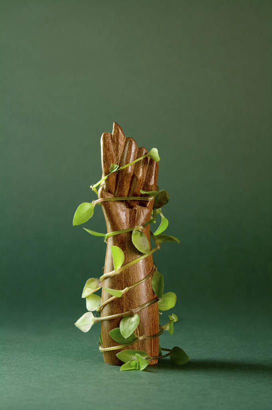 手,无人,竖图,室内,绿色背景,木制,绿色,人体,摄影,生长,护身符,脆弱,清新,想法,彩图,影棚拍摄