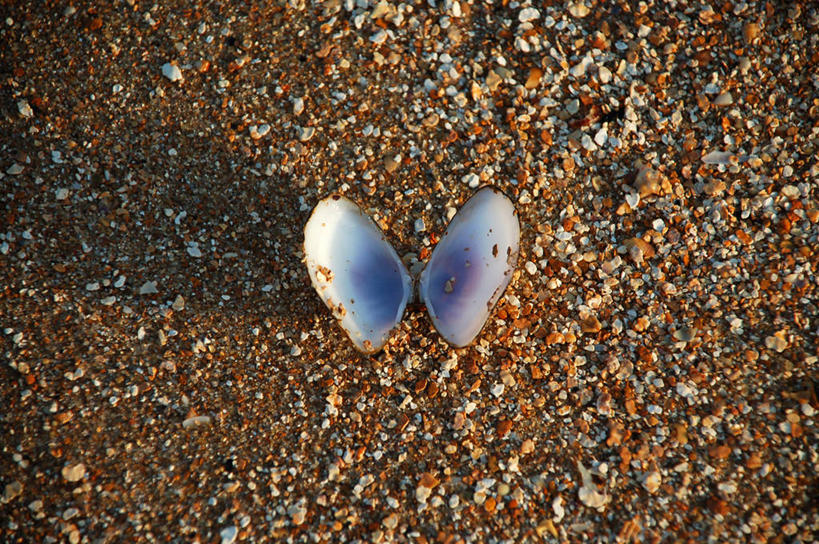 无人,横图,俯视,室外,白天,野生动物,贝壳,巴西,沙子,自然,打开,南美,摄影,环境,简单,开启,阿拉戈斯,马塞约,想法,海滩,彩图,高角度拍摄