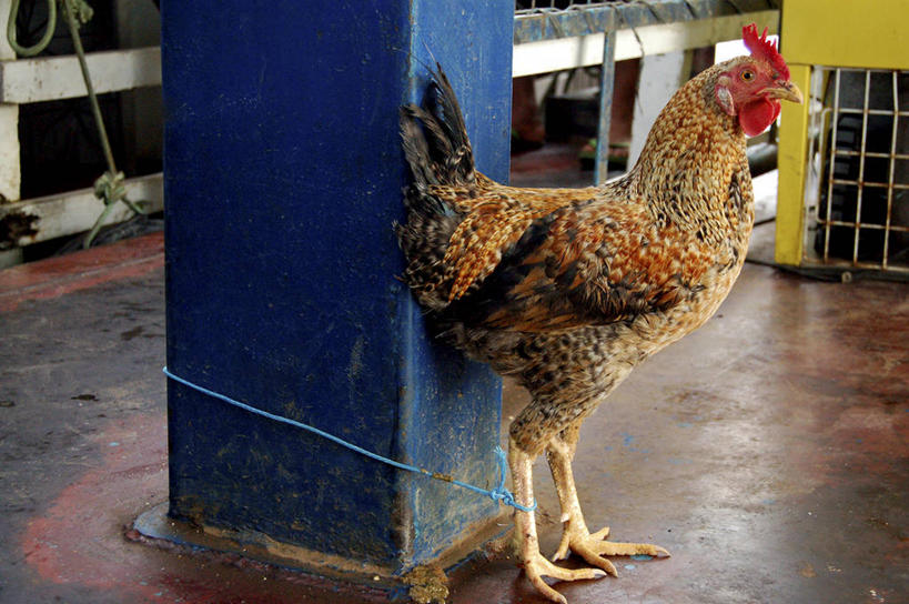 无人,横图,特写,鸡,羽毛,柱子,家禽,自然,动物,家畜,摄影,牲畜,环境,公鸡,彩图