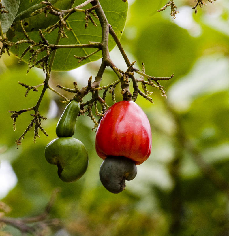 无人,竖图,室外,特写,白天,水果,叶子,食品,坚果,饮食,自然,摄影,生长,环境,腰果,清新,健康食物,彩图