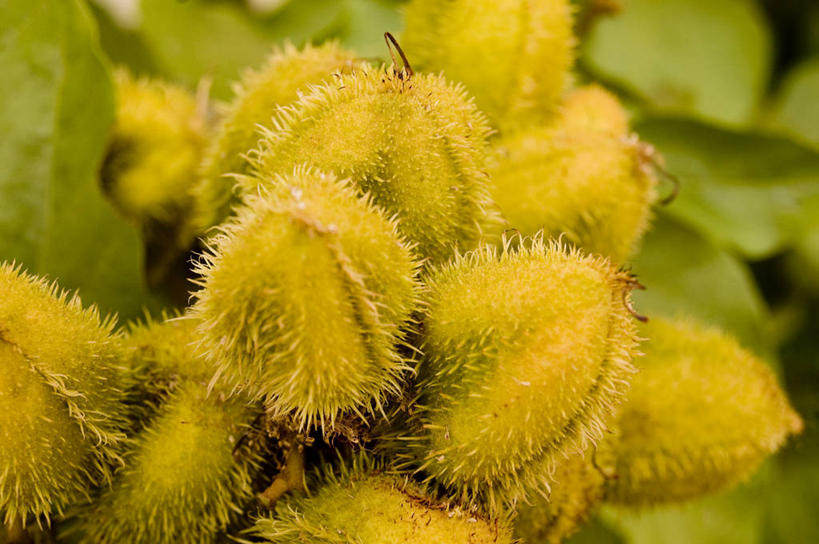 无人,横图,室外,特写,白天,水果,叶子,许多,食品,很多,饮食,热带水果,摄影,锋利,尖锐,气候,热带气候,清新,健康食物,麻风病,彩图