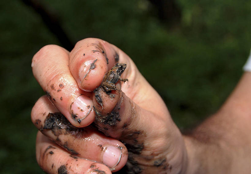 手,一个人,横图,特写,野生动物,小的,蛙,拿着,自然,动物,探索,人体,摄影,部分,环境,热带雨林,生物学家,彩图,亚马逊雨林,雨林,好奇心
