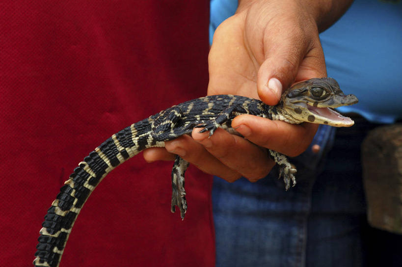 婴儿,手,一个人,横图,特写,鳄鱼,拿着,动物,人体,摄影,生物学,关爱,开端,彩图,动物学