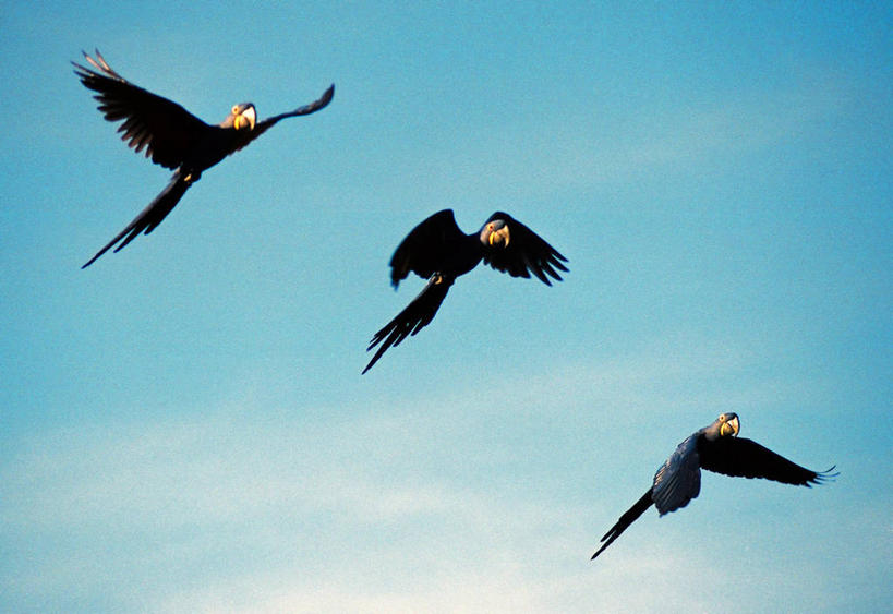 无人,横图,室外,白天,仰视,自由,野生动物,巴西,三只,翅膀,鸟类,飞,天空,南美,摄影,金刚鹦鹉,南美洲,拉丁美洲,美洲,巴西联邦共和国,亚美利加洲,南亚美利加洲,南马托格罗索,南马托格罗索州,彩图,低角度拍摄,风信子金刚鹦鹉