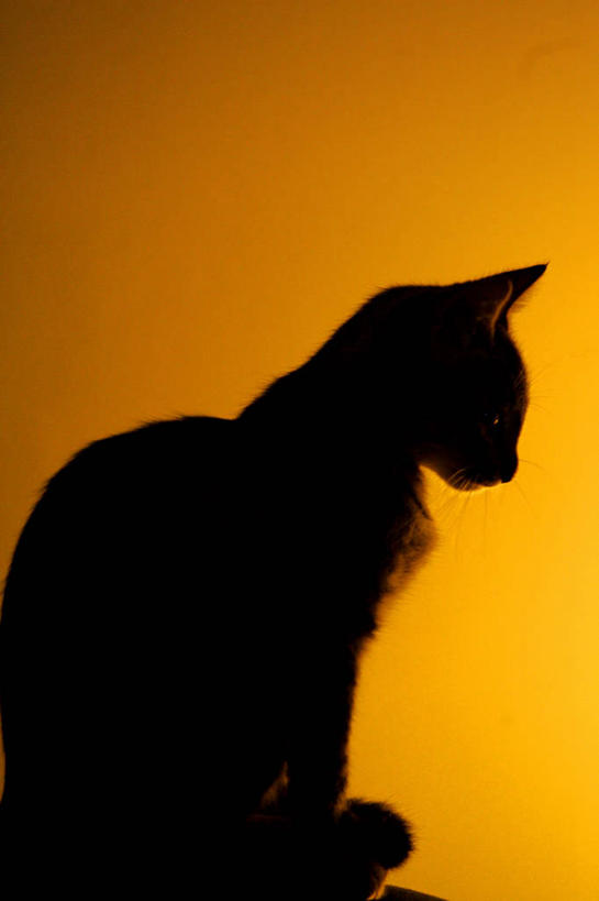 无人,坐,竖图,室内,特写,宠物,猫,巴西,黄色背景,黄色,黑色,动物,家畜,摄影,近景,猫科动物,剪影,逆光,彩图,影棚拍摄