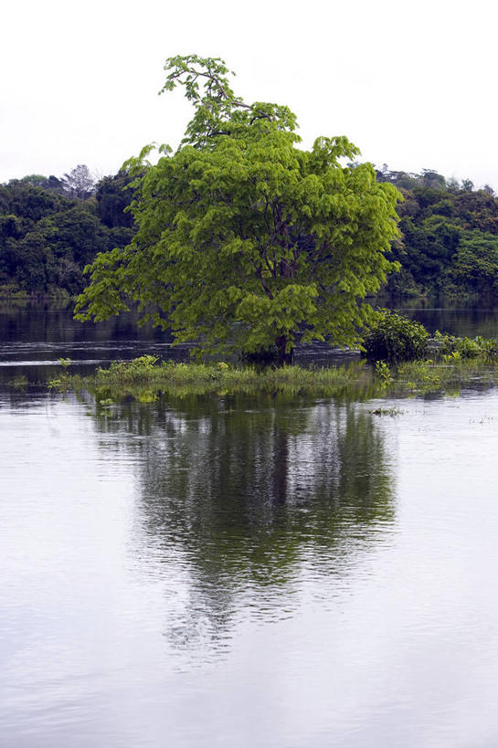 无人,竖图,室外,白天,湖,河流,美景,森林,叶子,反射,景观,流水,枝,树,天空,自然,景色,摄影,生长,宁静,环境,简单,自然风光,热带雨林,彩图,亚马逊雨林,独处,雨林