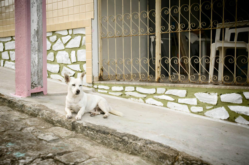 无人,栏杆,坐,横图,室外,白天,自由,懒惰,宠物,狗,巴西,人行道,白色,动物,看,家畜,南美,摄影,宁静,巴伊亚州,无忧无虑,彩图