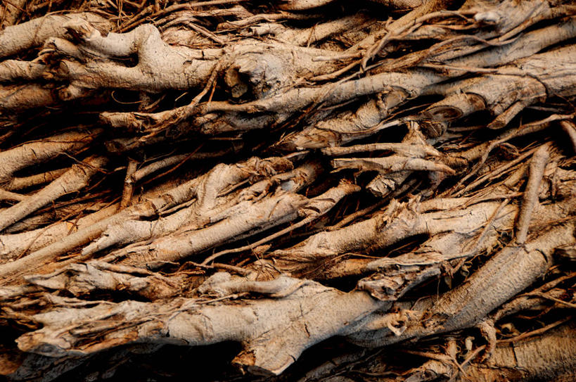 无人,横图,俯视,室外,白天,背景,森林,树林,巴西,丰富,环保,枝,破坏,破损,排列,南美,工业,摄影,能源,堆,损坏,回收,资源,南美洲,拉丁美洲,美洲,利用,低碳,循环,巴西联邦共和国,肌理,亚美利加洲,南亚美利加洲,持续,马拉尼昂,马拉尼昂州,彩图,高角度拍摄,全画面,全框架,全帧,全画幅