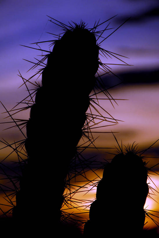 无人,竖图,室外,特写,日落,仙人掌,巴西,锐利,自然,黄昏,南美,摄影,生长,保护,宁静,环境,锋利,尖锐,荆棘,剪影,逆光,巴伊亚州,危险,彩图,肉质植物