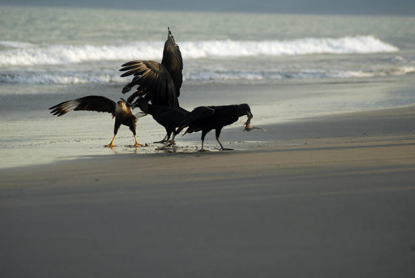 无人,站,吃,横图,室外,白天,海洋,水,野生动物,巴西,三只,鸟类,沙子,地平线,河岸,水边,水平线,黑色,天空,自然,波浪,南美,摄影,环境,里约热内卢,万里无云,里约热内卢州,土耳其秃鹰,海滩,秃鹰,彩图,旅行
