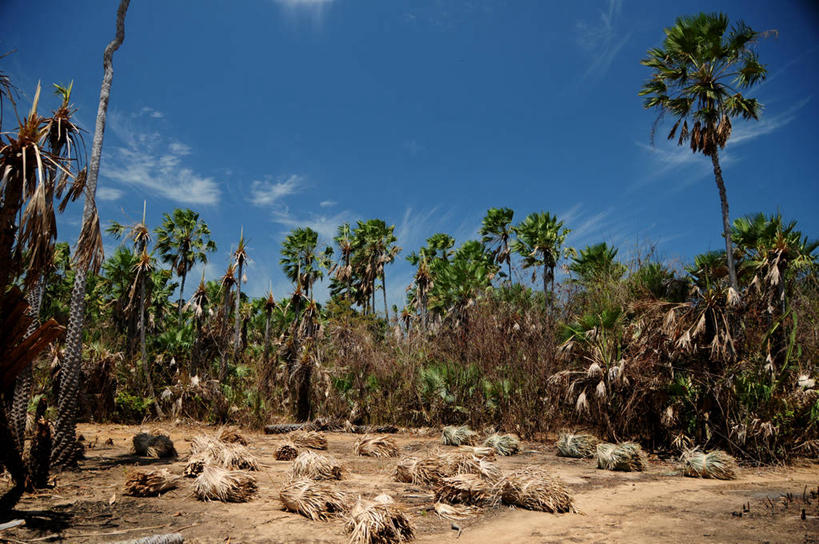 无人,横图,室外,白天,风,棕榈树,巴西,云,捆,排列,天空,自然,南美,摄影,环境,冒险,彩图,旅行