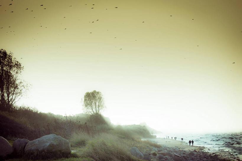 横图,室外,白天,雾,海鸥,德国,一群,许多,行人,鸟类,很多,飞,树,天空,自然,摄影,宁静,波罗的海,海滩,岩石,秋天,步行,彩图