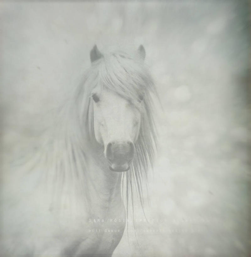 无人,竖图,黑白,室外,白天,马,野生动物,白马,摄影,食草动物,机敏