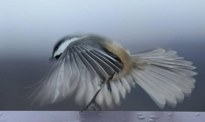 无人,横图,室外,野生动物,加拿大,鸟类,水滴,黎明,摄影,柔焦,魁北克,魁北克市,大山雀,彩图