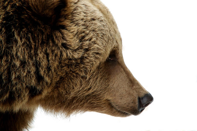 无人,动物园,横图,室外,特写,白天,雪,野生动物,丹麦,冬天,首都,摄影,哥本哈根,棕熊,彩图