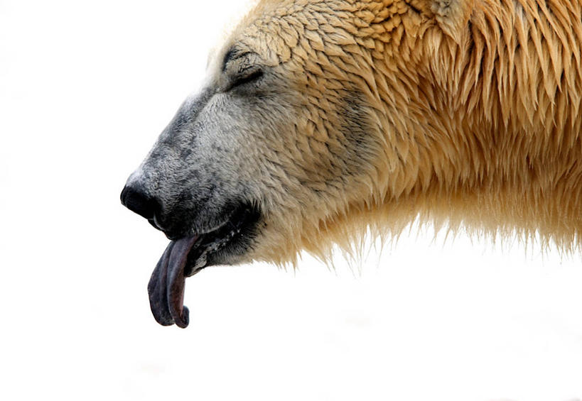 无人,动物园,横图,室外,特写,白天,雪,北极熊,野生动物,丹麦,冬天,首都,蓝色,伸舌头,摄影,万里无云,哥本哈根,闭着眼睛,彩图