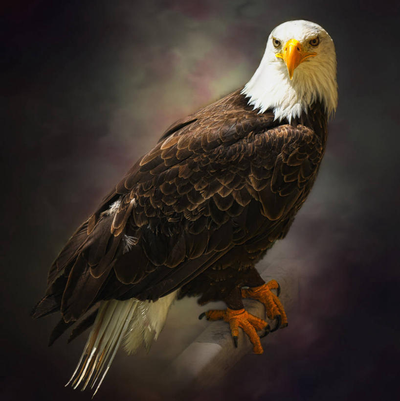 无人,竖图,室外,白天,野生动物,法国,鸟类,摄影,栖息,白头鹰,机敏,彩图,晕影