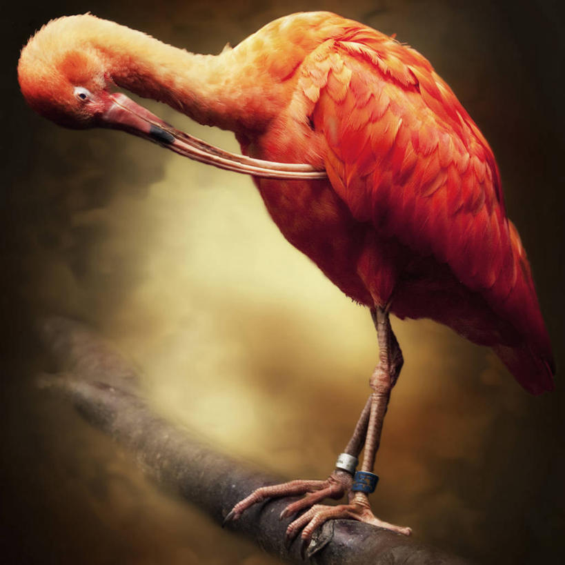 无人,方图,特写,鸟,野生动物,荷兰,鸟类,动物,摄影,栖息,褐色背景,朱鹭,日本风头鹮,朱鹮,鹿特丹,彩图,影棚拍摄,独处