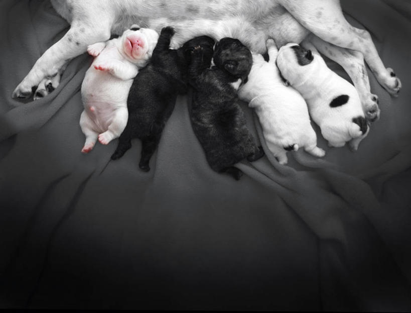 无人,躺,横图,俯视,室内,宠物,狗,西班牙,小的,小狗,动物,家畜,摄影,喂养,卡斯特利翁省,彩图,高角度拍摄,法国斗牛犬