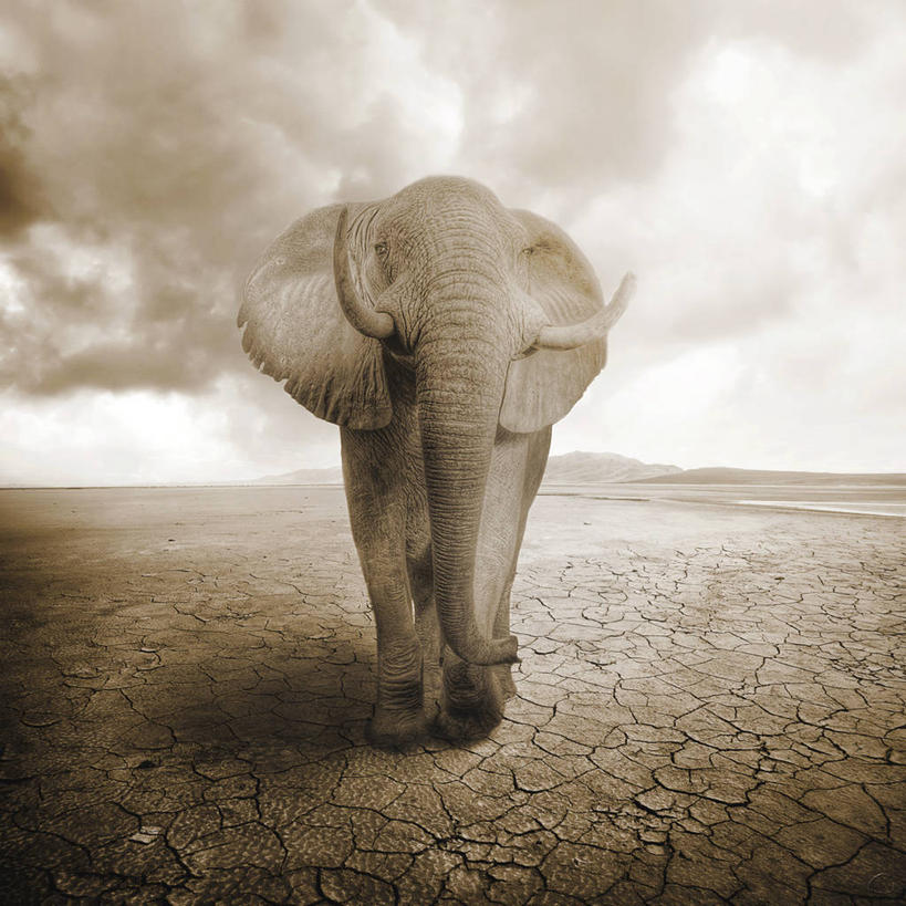 无人,站,方图,室外,白天,野生动物,瑞典,陆地,云,天气,摄影,干旱,干的,哥德堡,象,彩图,独处