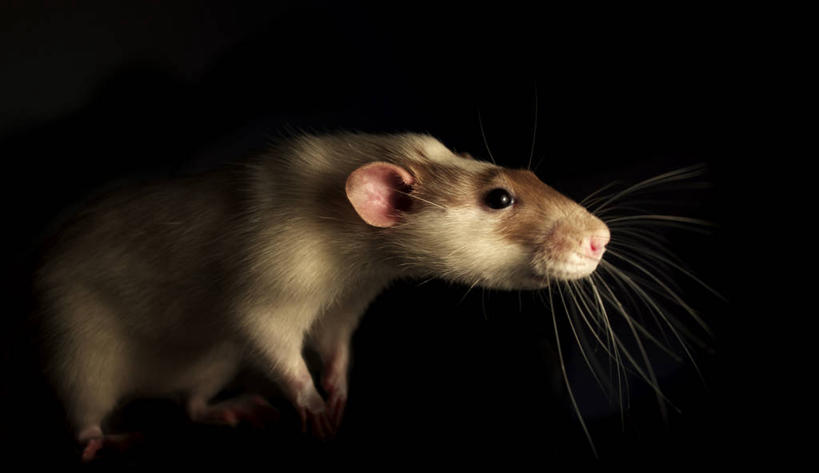 无人,横图,特写,野生动物,老鼠,美国,黑色背景,动物,摄影,北美,北美洲,美洲,佛罗里达,佛罗里达州,佛州,阳光州,北亚美利加洲,亚美利加洲,彩图,影棚拍摄,窥视,美利坚合众国,好奇心