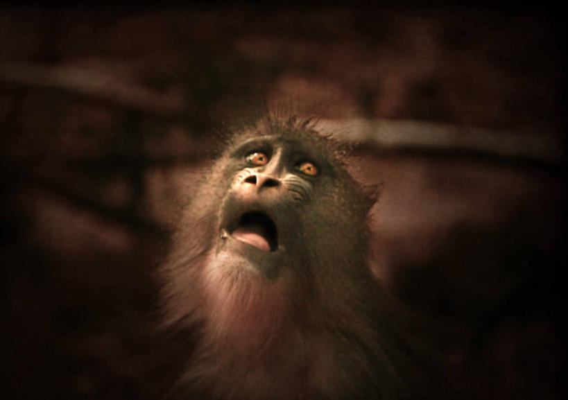 无人,横图,室外,特写,白天,野生动物,猴子,英国,动物,向上看,张嘴,摄影,部分,张大嘴巴,山魈,张开嘴,彩图