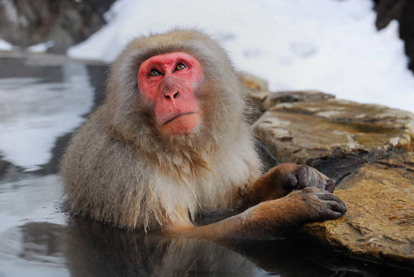 无人,横图,室外,白天,温泉,野生动物,猴子,长野县,日本,反射,热,自然,向上看,摄影,日本猕猴,死水,山之内,岩石,彩图,地狱谷