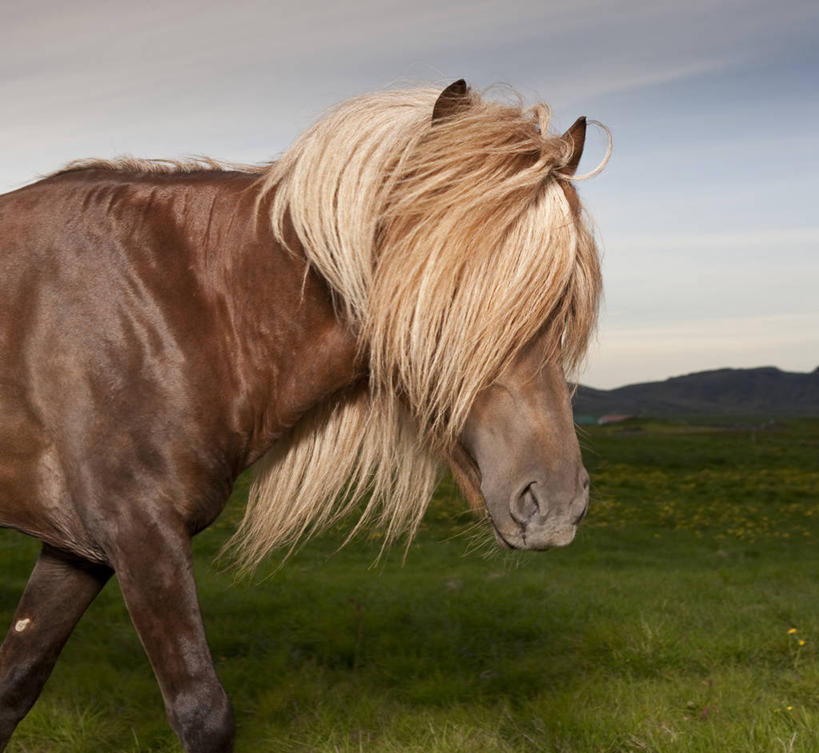 无人,横图,室外,特写,白天,云,褐色,天空,家畜,摄影,冰岛马,步行,彩图