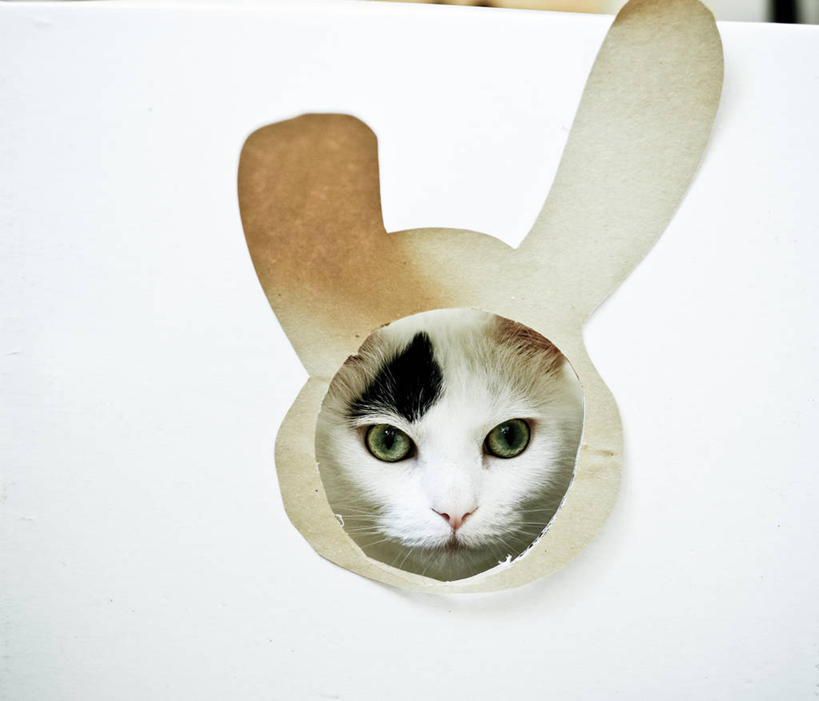 无人,横图,特写,白色背景,宠物,猫,法国,巴黎,洞,首都,动物,家畜,摄影,幽默,部分,肖像,想法,彩图,影棚拍摄