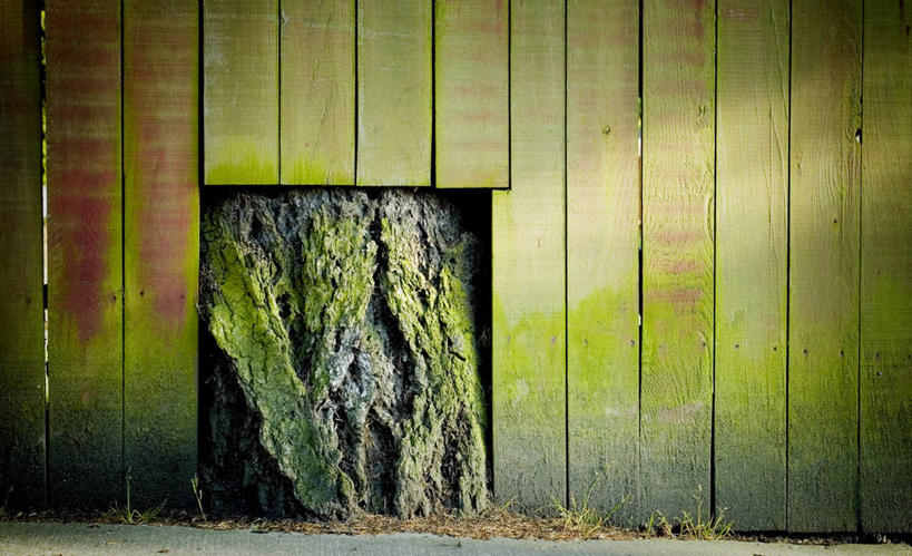 无人,横图,室外,白天,木制,洞,篱笆,苔藓,草,树干,绿色,自然,摄影,生长,保护,华盛顿州,柯克兰